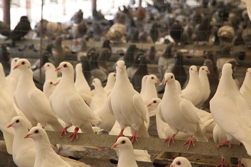 肉鸽养殖防病的关键点