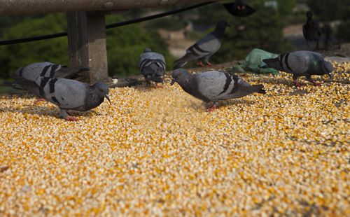 养鸽子为什么不能喂新玉米